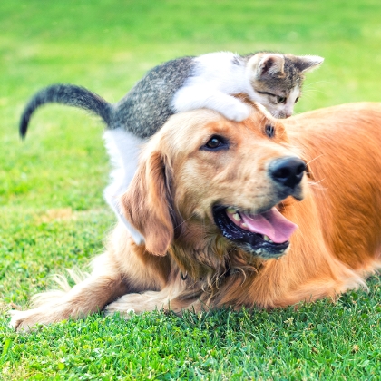 Alpha Hund und Katze