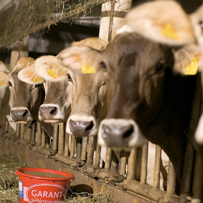 Garant Kühe im Stall