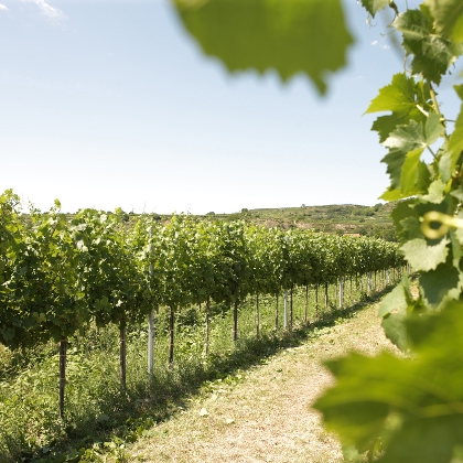 Weinlogistik - Ihr zuverlässiger Partner für internationalen Weinhandel