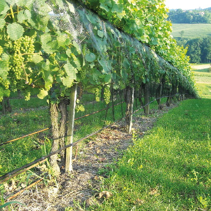 360° Traubenschutz mit "System Vino"