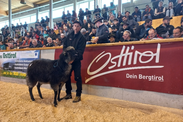 Die Steinschaf-Kilber von Georg Steidl aus Innervillgraten kostete € 2.020,-- netto im Ring und erwarb Stefan Tischner aus Stumm im Zillertal.