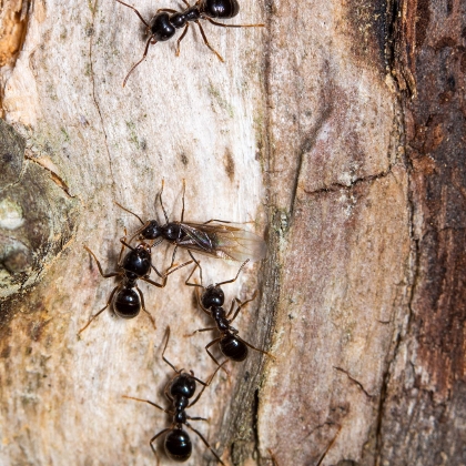 Baumleim gegen Frostspanner, Ohrwürmer und andere kriechende Insekten