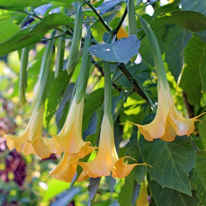 Giftige Pflanzen im Garten vermeiden
