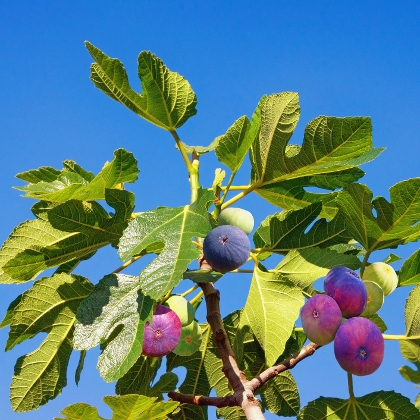 Feigenbaum pflegen und süße Früchte ernten