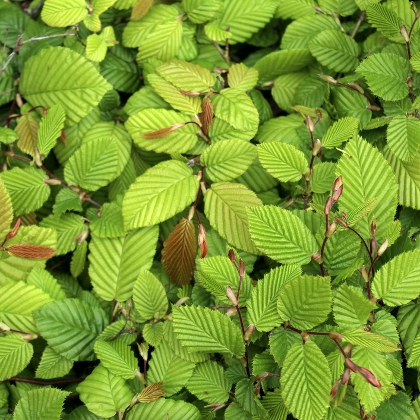 Die Hainbuchenhecke als Sichtschutz