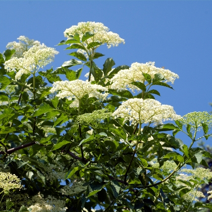 Wildobst und Wildgehölze für den Garten