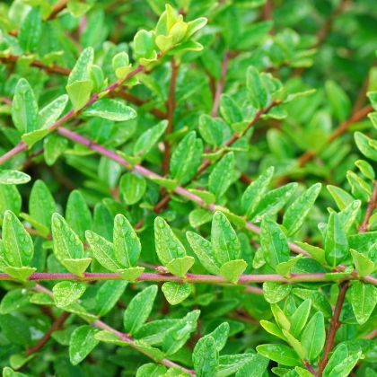 Japanischer Ilex oder Buchsbaum?