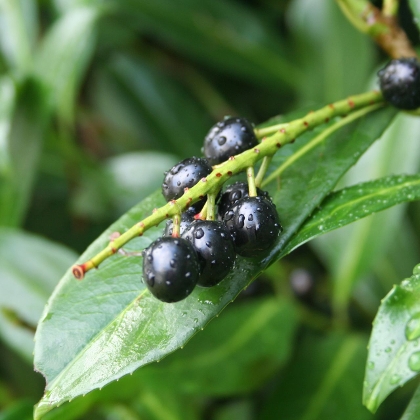 Kirschlorbeer für den großen und kleinen Garten
