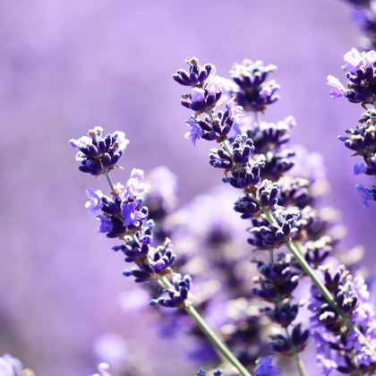 Lavendel pflanzen und pflegen