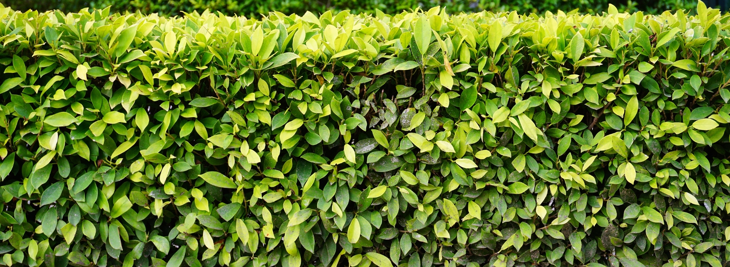 Ligusterhecke