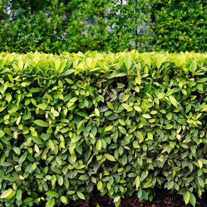 Liguster als Hecke pflanzen