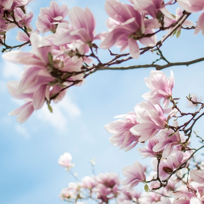 Magnolien-Blütenpracht im Garten