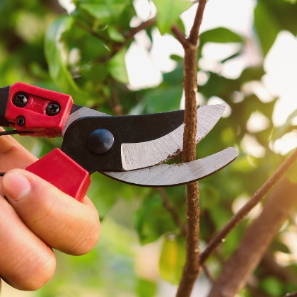 Obstbaum schneiden mit dem passenden Werkzeug
