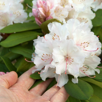 Blickfang Rhododendron