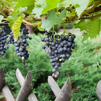 Weinstock im Garten pflanzen