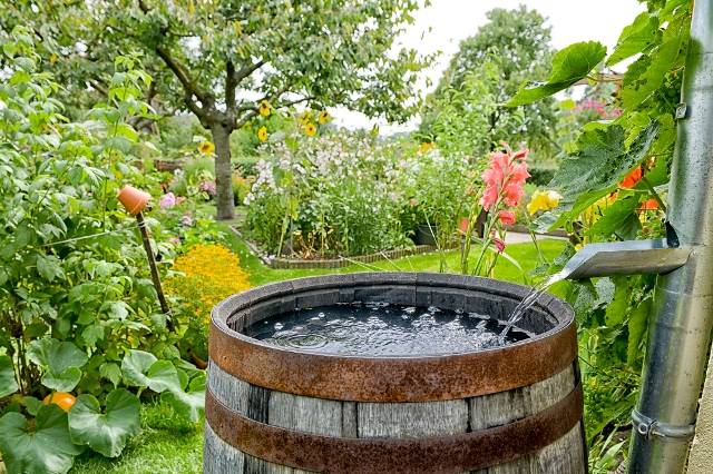 Regentonne mit einem Fallrohr in einem Garten voller blühender Blumen und Pflanzen