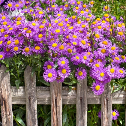 Astern schmücken den Garten bis spät in den Herbst