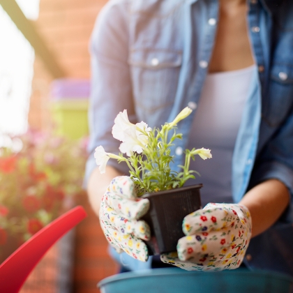 Pflegetipps für Balkonblumen