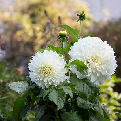 Faszinierende Dahlien