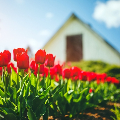 Schnittblumen frisch vom Garten