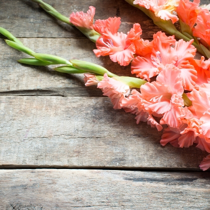 Gladiolen – prächtige Sommerblumen