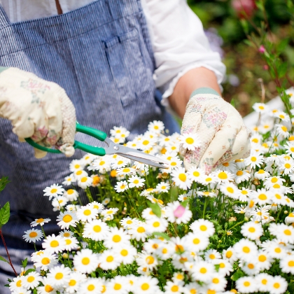 Blühende Margeriten zieren Terrasse und Garten