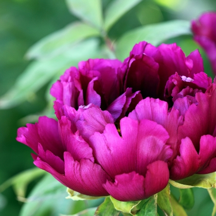 Duftende Pfingstrosen im Garten