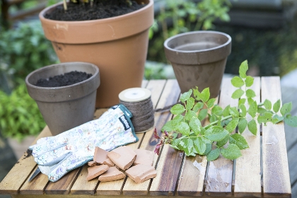 Material zur Stecklingvermehrung von Rosen
