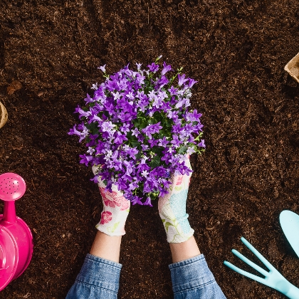 Tipps zur Blumenerde