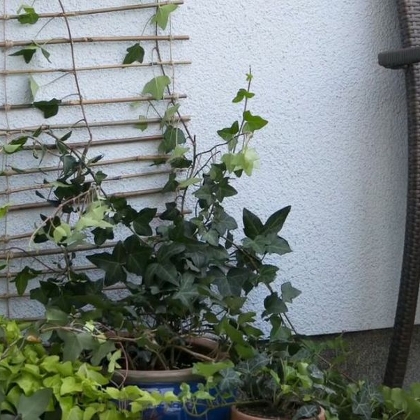 DIY - Rankhilfe für Kletterpflanzen