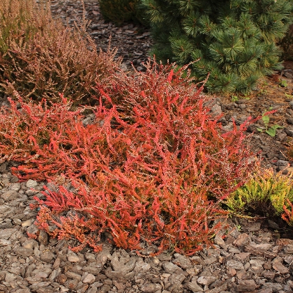 Rindenmulch – für einen schönen Garten