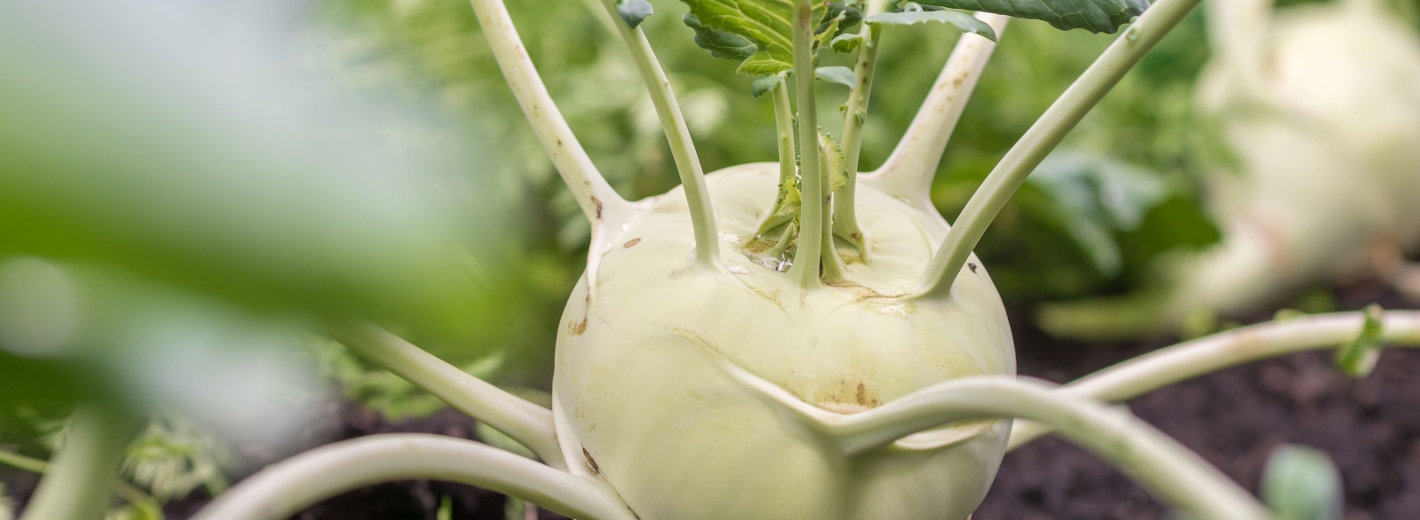 Kohlrabi am Feld