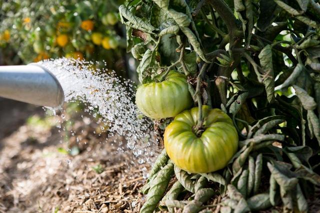 Grüne Tomaten werden gegossen
