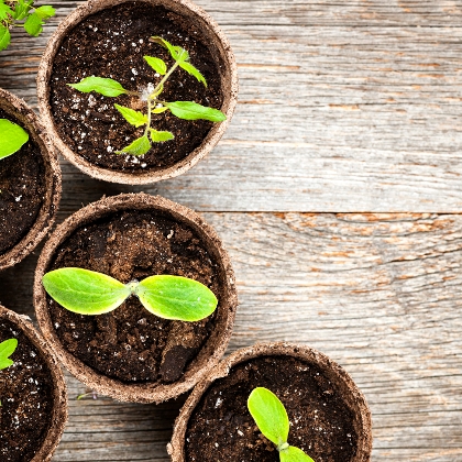 Biologische Pflanzen für den Garten
