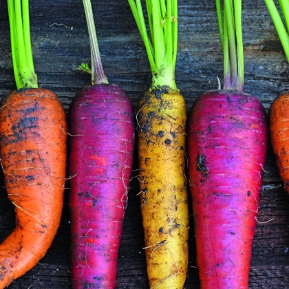Alte Gemüsesorten für den Garten