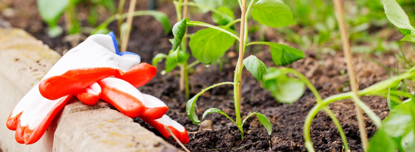Gartenhandschuhe liegen neben Gemüsepflanzen