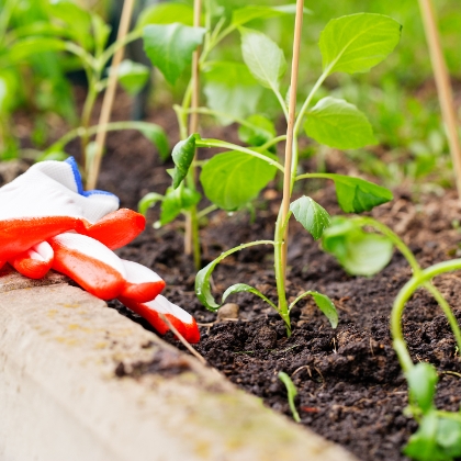 Fruchtfolge im Gartenbeet