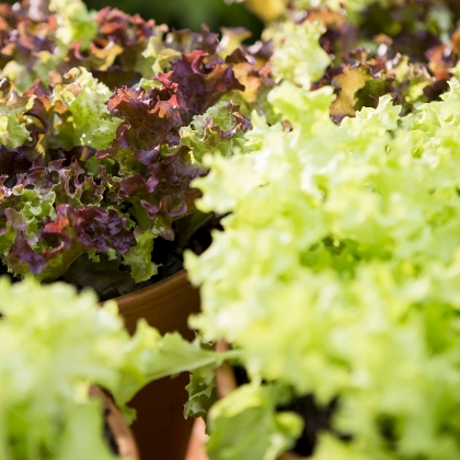 Das ganze Jahr Salat anbauen