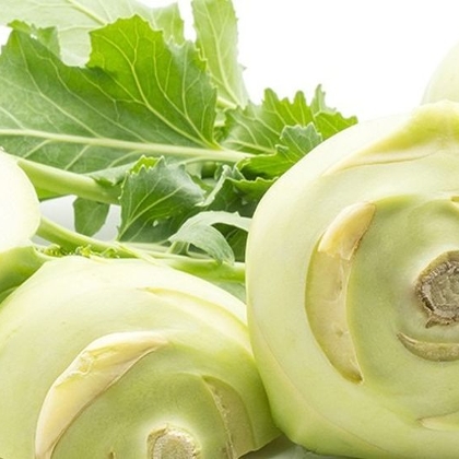 Kohlrabi bis zum August pflanzen