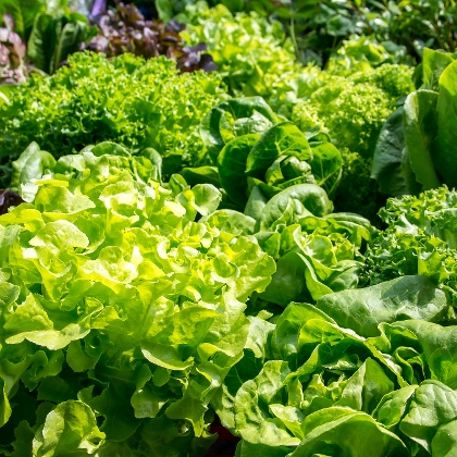 Beete mit Herbstsalat neu bepflanzen
