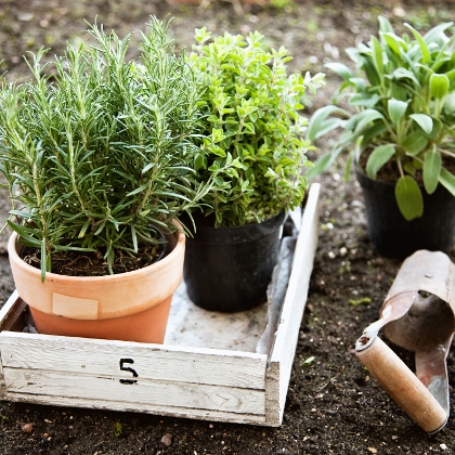 Kräutergarten anlegen: Schritt für Schritt zu frischen Kräutern