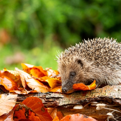 Igel füttern