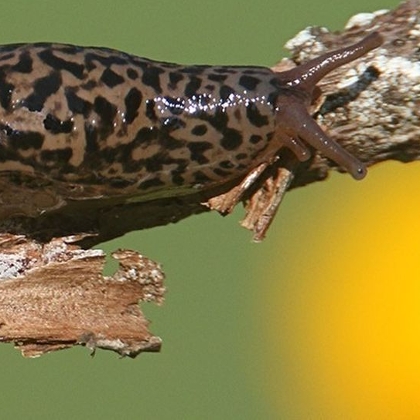Tigerschnegel – der Nützling im Garten