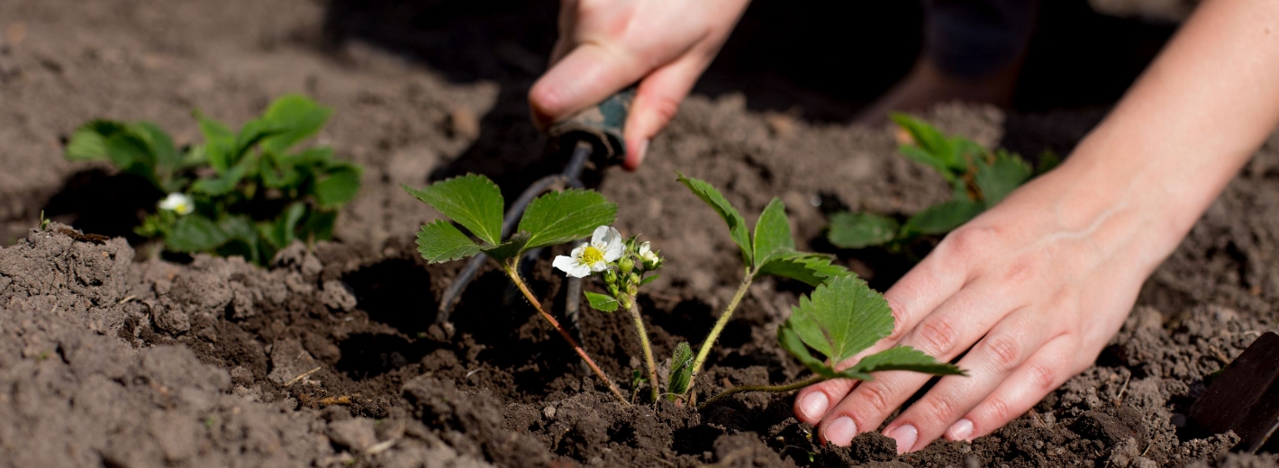 Erdbeeren pflanzen