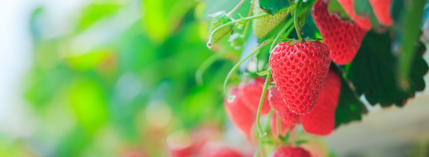 Erdbeeren
