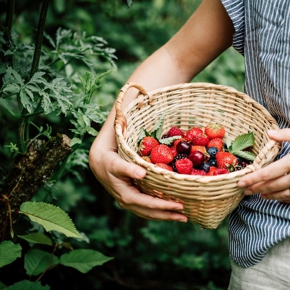 Erntekalender: Saisonübersicht für Kräuter, Gemüse & Obst