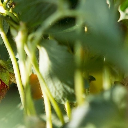 Große Ernte auf kleinem Raum