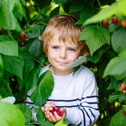 Der fruchtige Beeren-Garten