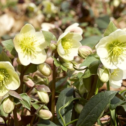 Winterblüher Christrose