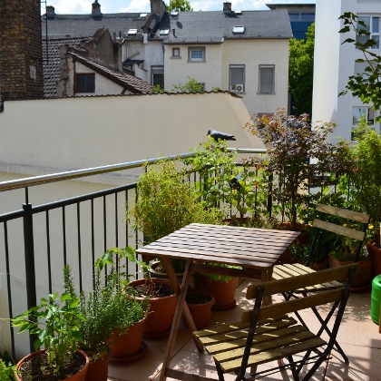 Sichtschutz mit Pflanzen für Balkon und Terrasse